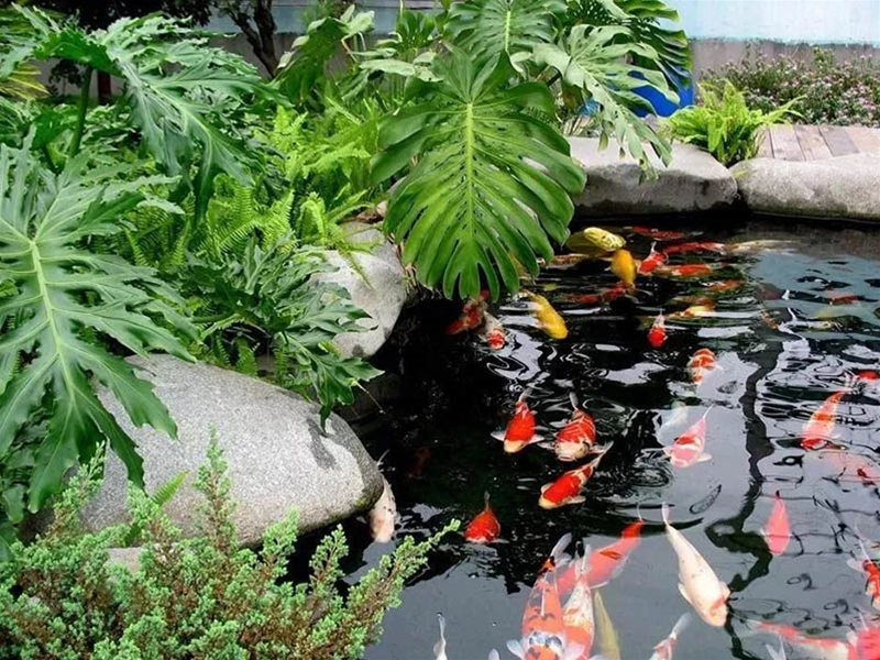 假山锦鲤鱼池